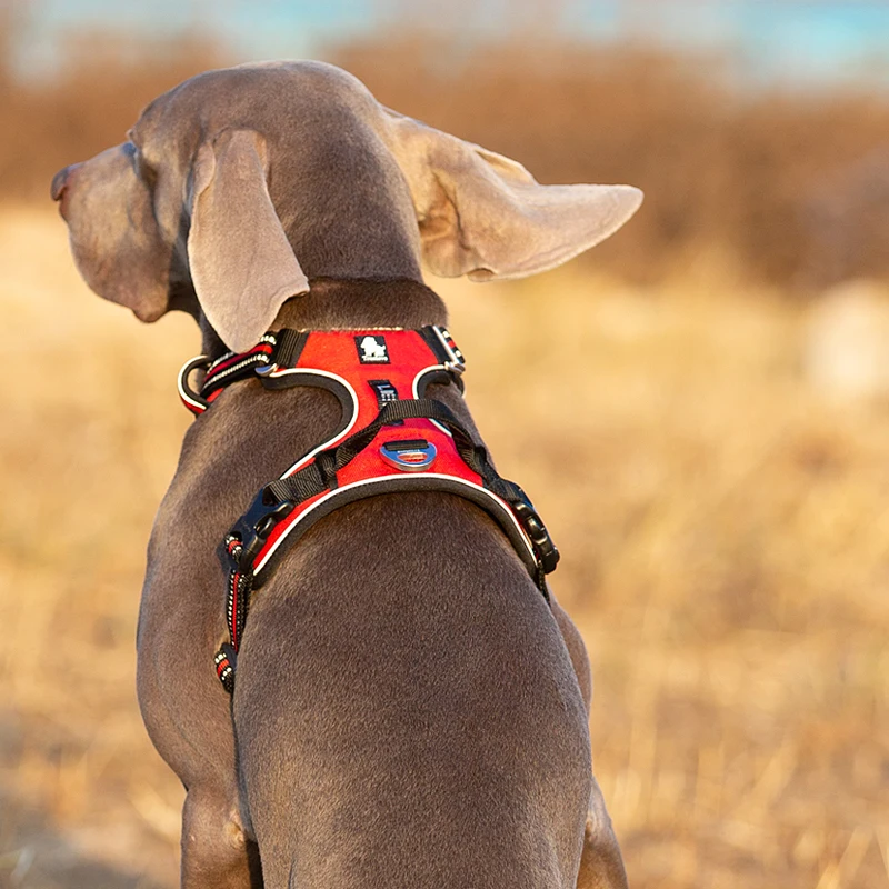 Truelove huisdier reflecterend - Running Gear Dog recensie en prijs