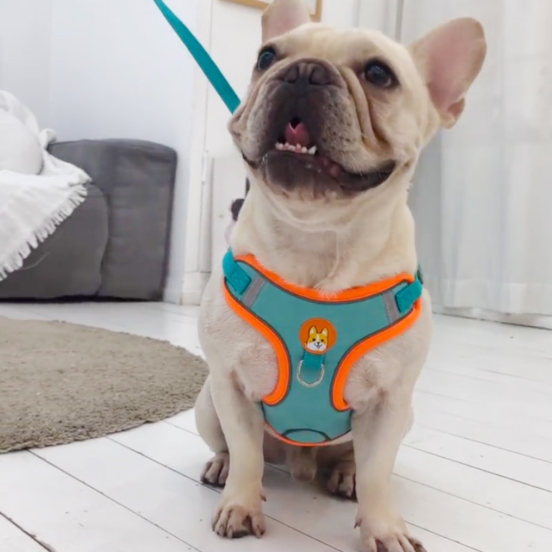 Verstelbare No Trek Huisdier R - Running Gear Dog recensie en prijs